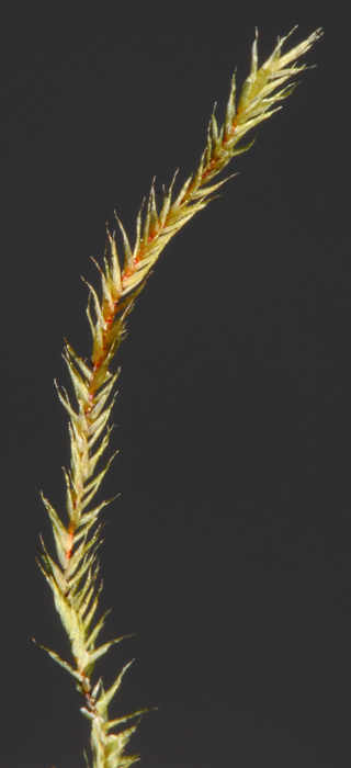 Orthothecium intricatum